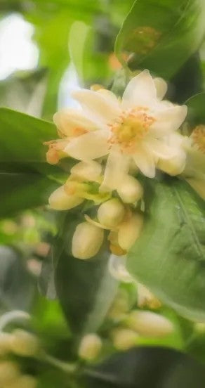 Perfume Oil - Craving the Moment, 10ml